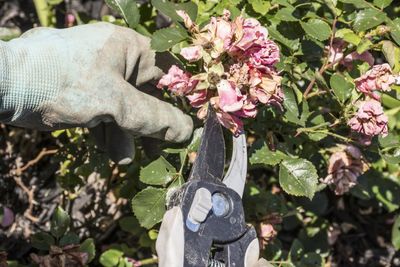 Gardener Pruning Wilted Flowers