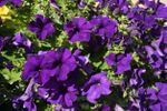 Bright Purple Petunia Flowers