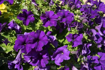 Bright Purple Petunia Flowers