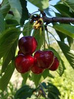 Romeo Cherry Tree With Red Cherries