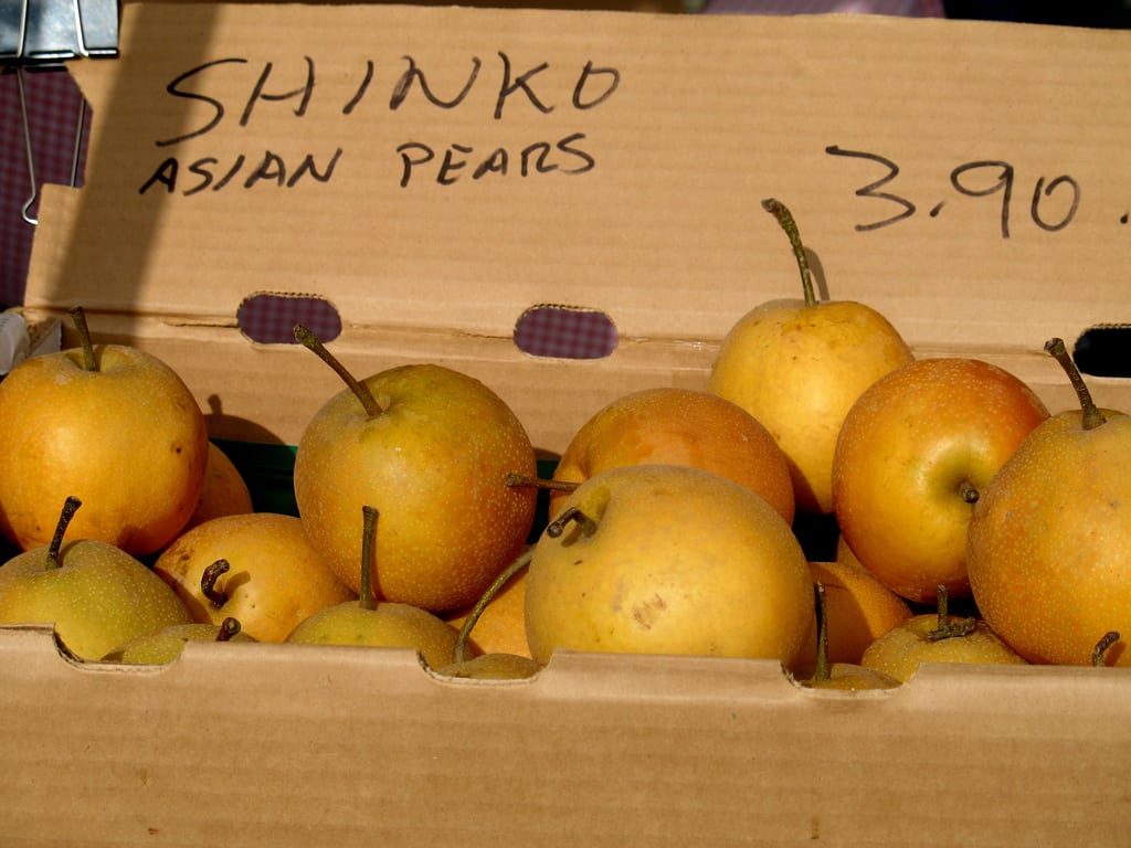 Jạpanese Pear Lịvẹ Trẹẹ from 2' Tọ 3' Tall Asian Pear Trẹẹ