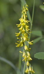 Yellow Sweetclover Plant