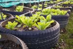 Plants Growing In Tire Garden Planters