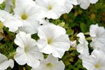 White Petunia Flowers