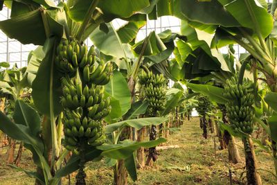 Rows Of Banana Plants