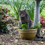 Cat Sitting In Container Of Cat Nip In Garden