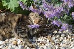 Cat Laying In Catnip Plant