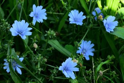 chicory container