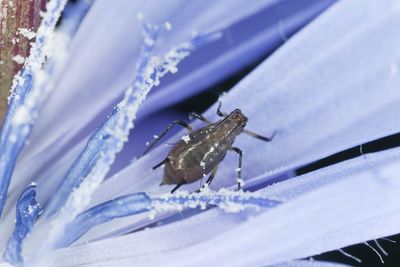 Insect On Chicory Plant
