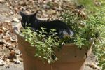 Cat Sitting In A Pot Of Catnip