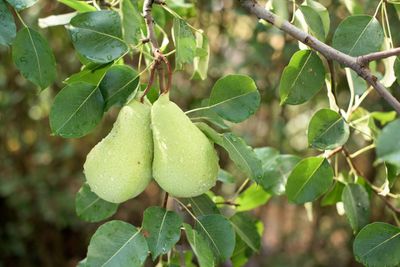 container pear