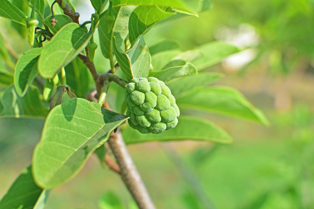 Cherimoya Plant Care: Tips For Growing A Custard Apple Tree
