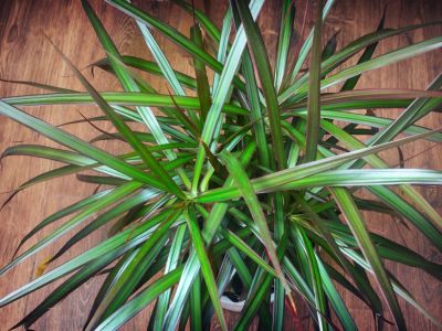 Large Potted Indoor Dracaena Plant
