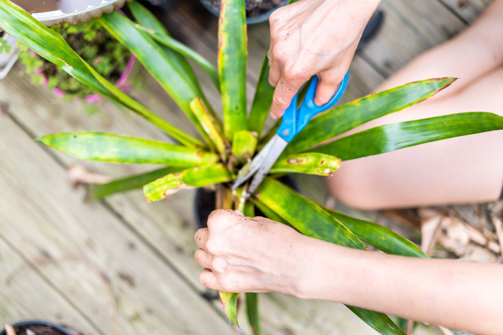 Pruning a Dracaena plant