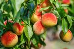 Colorful Peaches Growing On A Tree