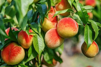 Colorful Peaches Growing On A Tree