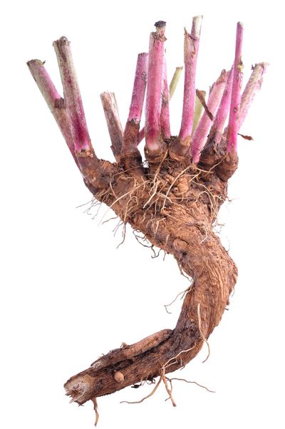 Chicory Plant Roots