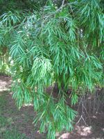 African Fern Pine Tree