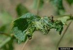 Leafroll On Grapevine Plant