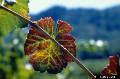Leaf With Grapevine Clearing Virus