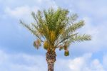 Tall Single Palm Tree