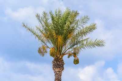 Tall Single Palm Tree