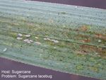 Insects On Sugarcane Plant Leaf