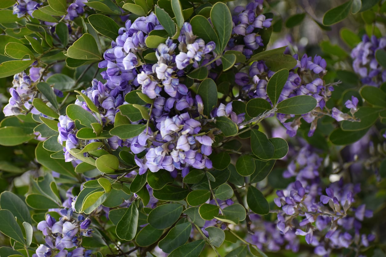 texas mountain laurel has never bloomed – how to get flowers on a