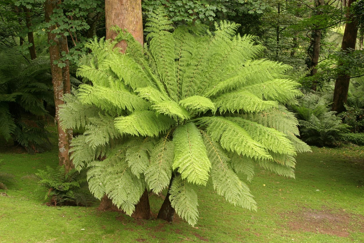 Tips & Information about Tree Ferns   Gardening Know How