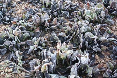 Chicory Covered In Frost
