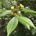 A Tree With Yellow Cherries