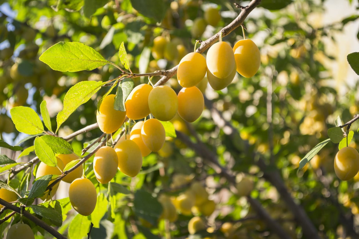 Árbol frutal con frutos amarillos