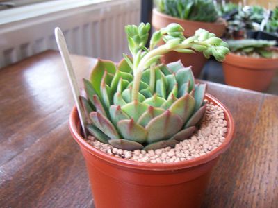 Small Potted Ramillette Succulents