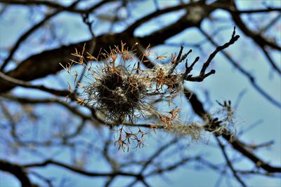 Pecan Ball Moss In Tree