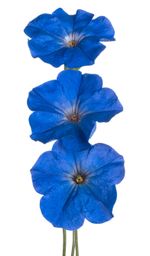 blue petunia