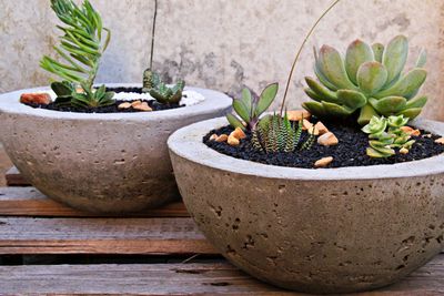 Two Concrete Flower Pots Filled With Succulent Plants