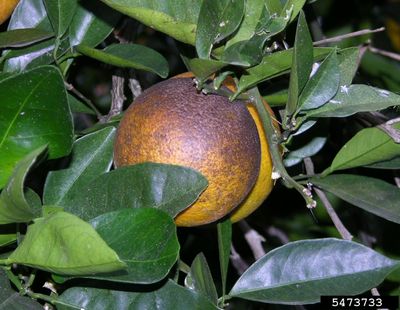 Citrus Rust On Fruit