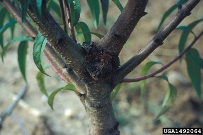 Apricot Tree With Crown Gall Disease
