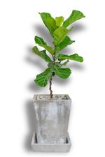 Fiddle Leaf Fig Tree In Cement Container