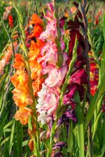 Colorful Gladiolus Plants
