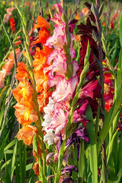 Colorful Gladiolus Plants