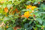 Colorful Lantana Weeds