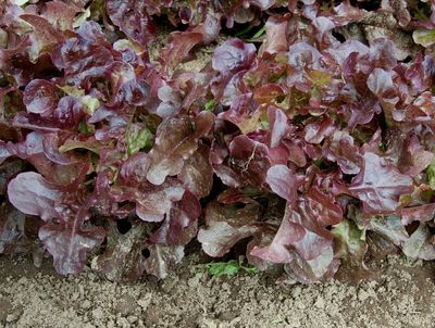 Oscarde Lettuce Plant