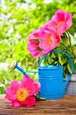 Blue Watering Can Near Pink Peony Flowers