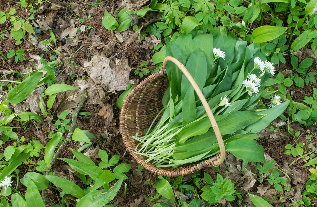 Wild Wood Garlic Care – How To Grow Ramsons In The Garden
