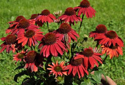 Red Coneflower Plants