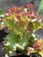 red leaf lettuce