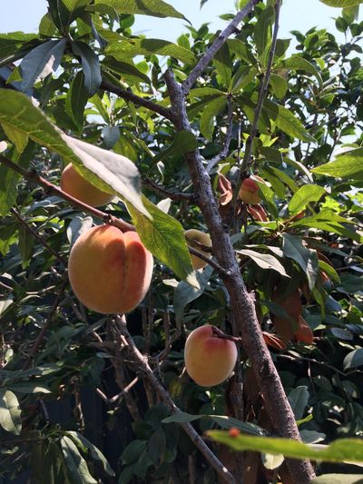 Santa Barbara Peach Tree Full Of Fruits