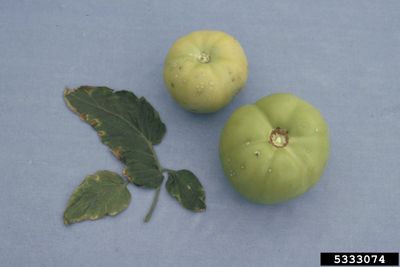 Tomatoes With Bacterial Canker Disease