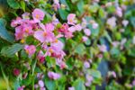 Pink Tuberour Begonia Flowers